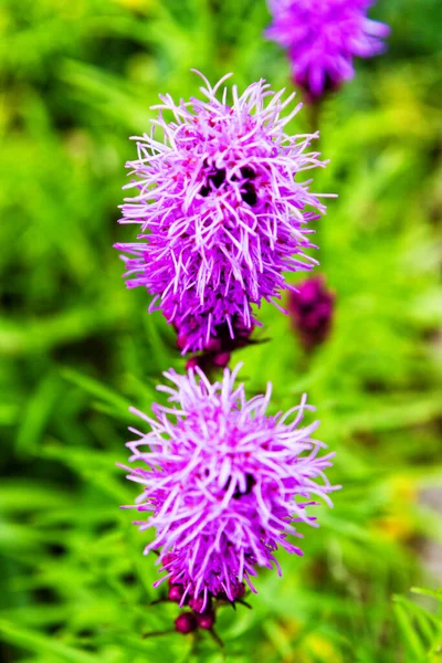 Liatris Spicatra Flowers Garden — Stock Photo, Image
