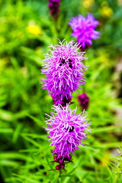 Liatris Spicatra Flowers Garden — Stock Photo, Image