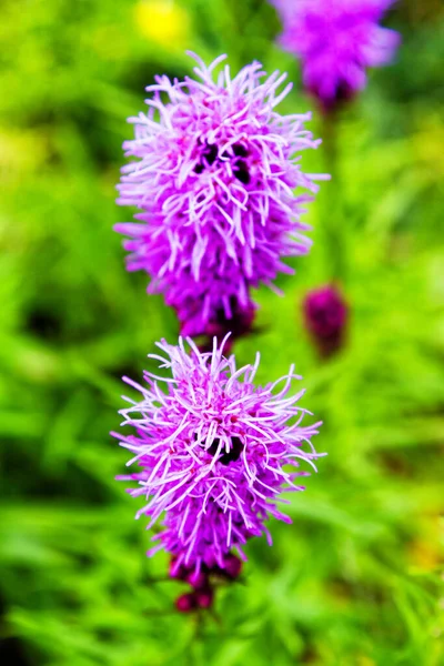 Liatris Spicatra Květiny Zahradě — Stock fotografie