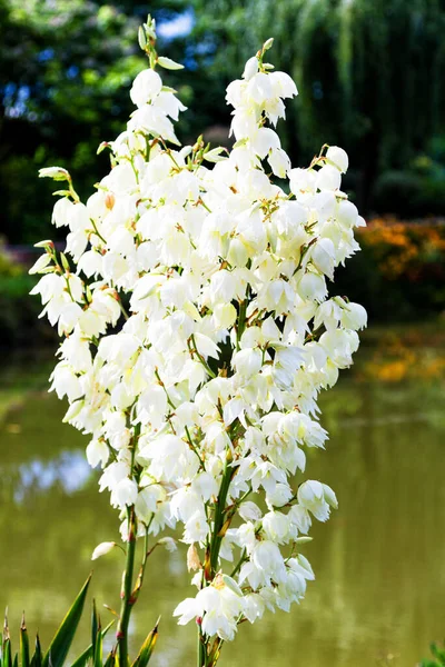 Квітучий Кущ Білої Юки Філатоза Юкки — стокове фото