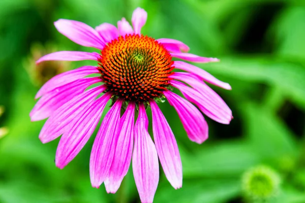 Echinacea Purpurea Keleti Lila Tűlevelű Vagy Lila Tűlevelű Virágok Virágzása — Stock Fotó