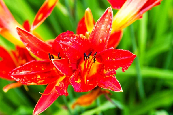 Rote Lilie Einem Park — Stockfoto