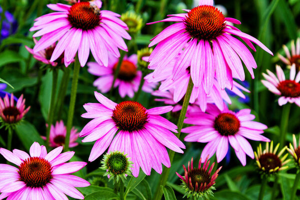 Эхинацея пурпурная (восточный фиолетовый coneflower или фиолетовый coneflower) цветы в цвету