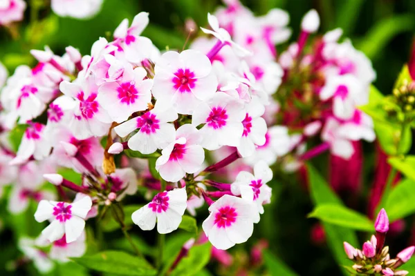 White Pink Phlox Blume Gattung Blühender Krautiger Pflanzen Mit Schönem — Stockfoto