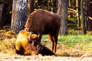 Orman rezervindeki vahşi Avrupa bizonları (Bison bonasus), Pszczyna Jankowice, Polonya