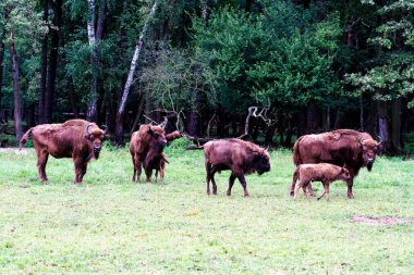 Orman rezervindeki vahşi Avrupa bizonları (Bison bonasus), Pszczyna Jankowice, Polonya
