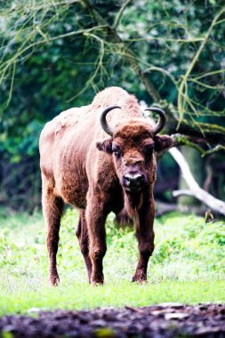 Orman rezervindeki vahşi Avrupa bizonları (Bison bonasus), Pszczyna Jankowice, Polonya