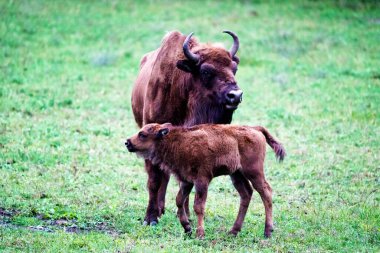Orman rezervindeki vahşi Avrupa bizonları (Bison bonasus), Pszczyna Jankowice, Polonya