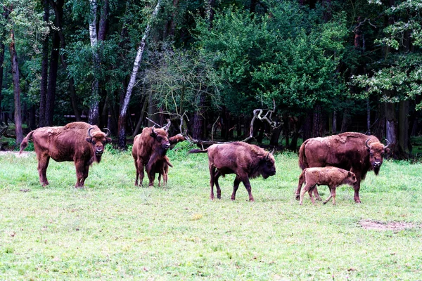 Wild European Bisons Wisent Bison Bonasus Forest Reserve Pszczyna Jankowice — Stock Photo, Image