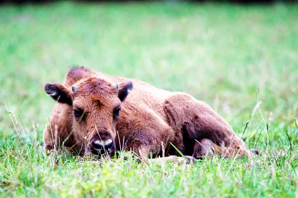 Дикие Европейские Бизоны Мудрые Bison Bonasus Лесном Заповеднике Пщину Янковице — стоковое фото