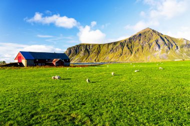Yazın şafağında Lofoten adalarında küçük bir çiftlik. Lofotes popüler bir turizm beldesi ve dünyanın dört bir yanından gelen turistler arasında popülerlik kazanıyor..