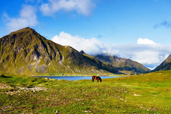 Small farm on Lofoten islands at the dawn of summer. Lofotes are popular tourist destination and still gaining popularity among tourist from around the world.