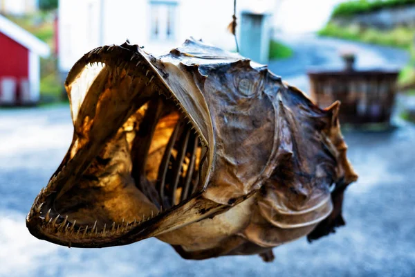 Close up on a dried cod fish head showing the mouth and sharp teeth.