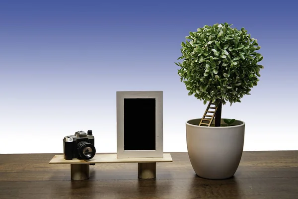 Árbol Arbusto Verde Maceta Blanca Con Marco Fotos Cámara — Foto de Stock