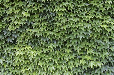 Yaprak yeşil arka plan duvar