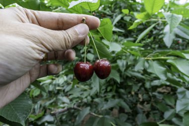 İnsan eliyle tutan iki kırmızı kiraz