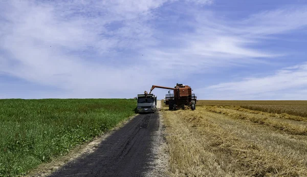 Combinar Cosechadora Transferir Arroz Camión Campo — Foto de Stock