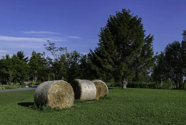 Roll of hay on green grass with tree and blue sky