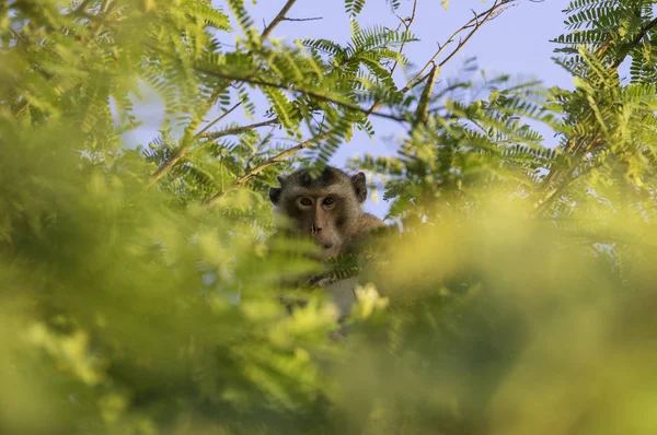 罗望子叶叶模糊前景模糊的罗望子树上吃螃蟹的猕猴 — 图库照片
