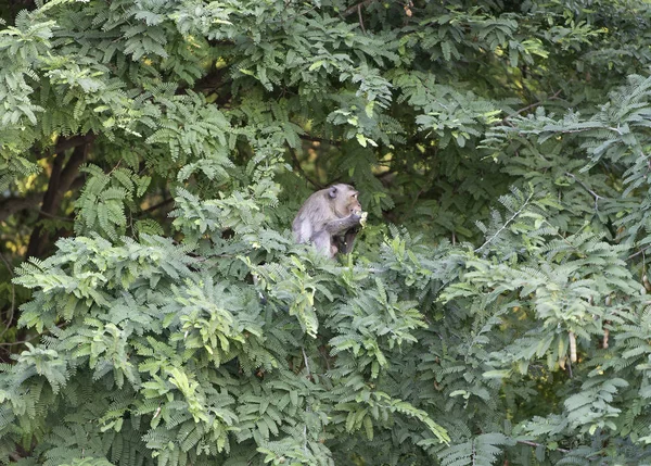 Крабові Мавпи Їдять Зеленому Дереві Їдять — стокове фото