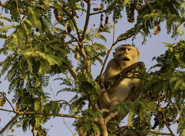 吃螃蟹的猕猴在罗望子树上张开嘴 — 图库照片