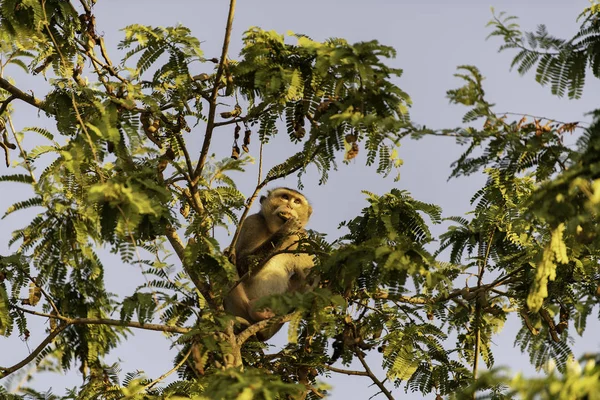 Krabbenfressender Makakenaffe Auf Tamarindenbaum Und Morgens Tamarindenessen — Stockfoto