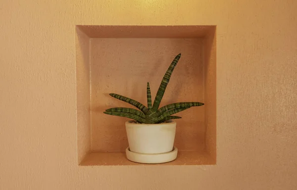 Small Cactus White Pot Orange Wall — Stock Photo, Image