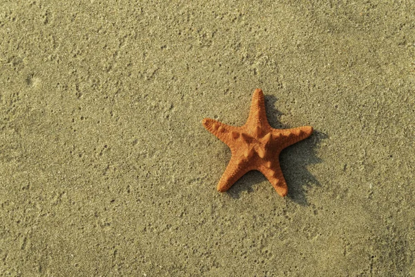 Orange Søstjerner Brunt Sand - Stock-foto