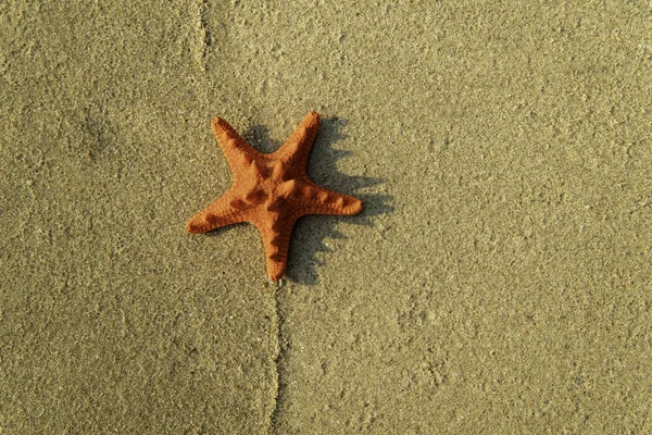 滑らかな砂の上のオレンジ色の美しいヒトデ — ストック写真