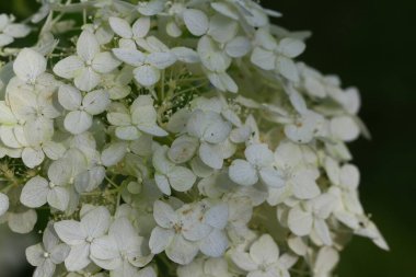 Ortanca bir bahçe süsleme bitkisidir.