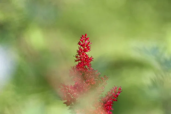 Astilbe Είναι Ένα Ποώδες Πολυετές Φυτό — Φωτογραφία Αρχείου