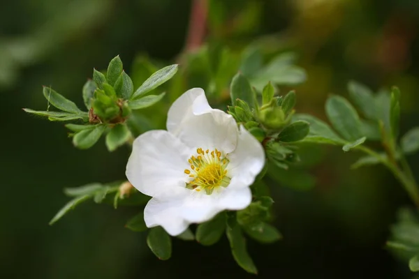 Bloodroot Cinquefoil Popular Garden Plant — Stock Photo, Image