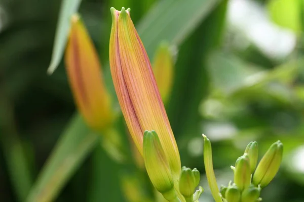 Daylily Bimbó Kertben — Stock Fotó