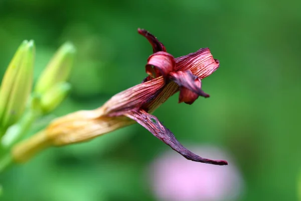 Flor Marchita Jardín —  Fotos de Stock