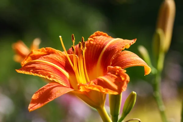 Daylily Egy Népszerű Kerti Növény — Stock Fotó