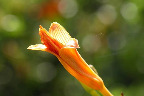 Daylily Una Planta Jardín Popular —  Fotos de Stock