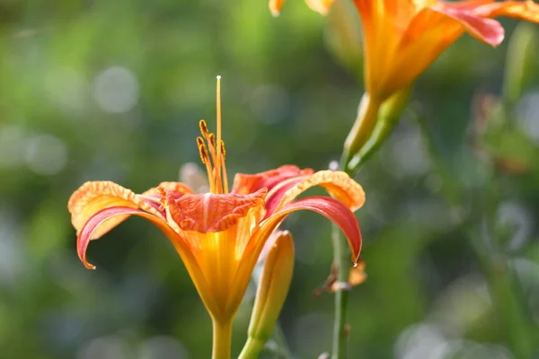 Daylily Είναι Ένα Δημοφιλές Φυτό Κήπου — Φωτογραφία Αρχείου