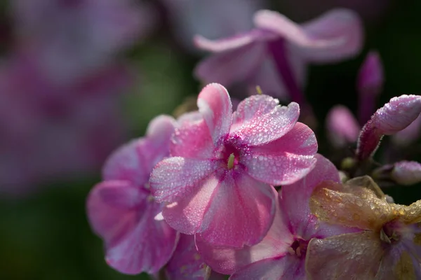 Φλοξ Λουλούδι Είναι Ένα Δημοφιλές Φυτό Κήπου — Φωτογραφία Αρχείου