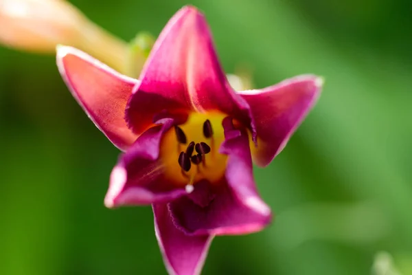 Daylily Είναι Ένα Δημοφιλές Φυτό Κήπου — Φωτογραφία Αρχείου