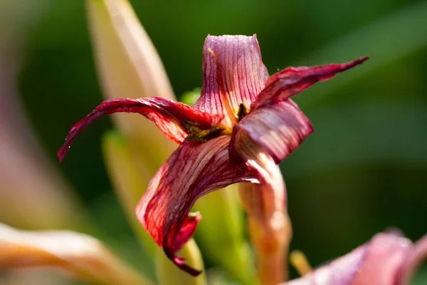 Verdorde Daglelie Bloem Tuin — Stockfoto