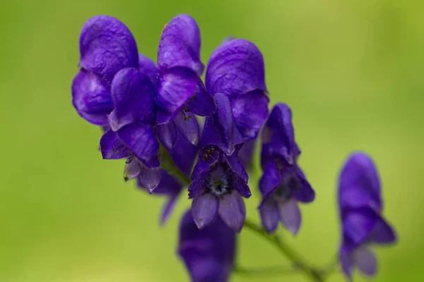 Ακονίτης Λουλούδι Πράσινο Φόντο Ένα Δημοφιλές Φυτό Κήπου — Φωτογραφία Αρχείου
