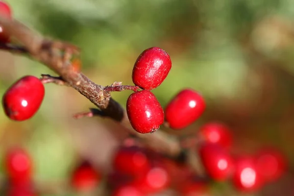 Dog Rose Berries Branch — Stock Photo, Image
