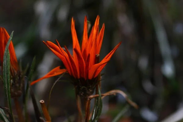 Gazania Virág Egy Sötét Háttér — Stock Fotó