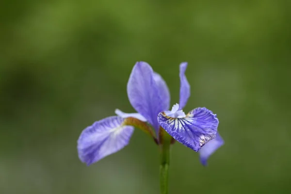 Μπλε Λουλούδι Ίριδας Πράσινο Φόντο — Φωτογραφία Αρχείου