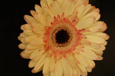 Gerbera çiçeği siyah arka planda yakın plan