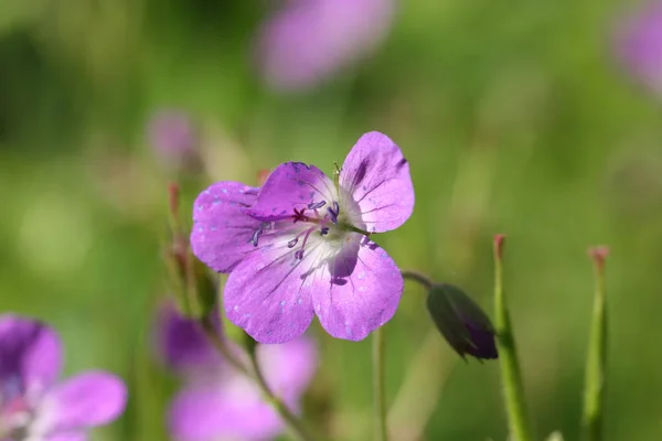 Fleur Géranium Prairie Sur Fond Vert — Photo