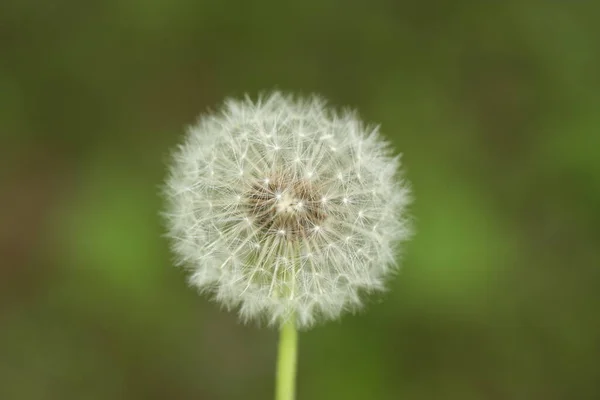 Цветок Одуванчика Зеленом Фоне — стоковое фото
