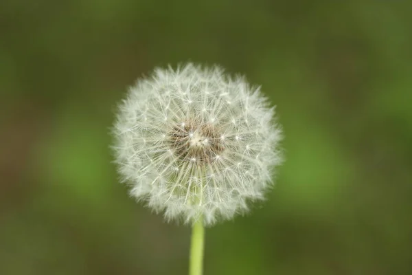 Löwenzahnblüte Auf Grünem Hintergrund — Stockfoto