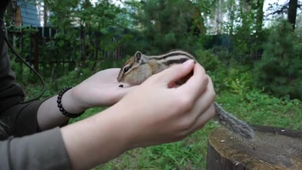 Příští Návštěva Divoké Ale Přátelské Přátelské Chipmunky Pro Své Přátele — Stock video