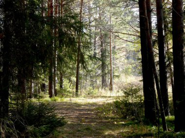 Çam ormanı, güneşin akşam ışığıyla aydınlanır.